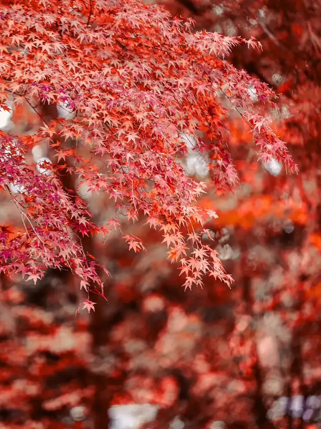 「紅葉季節」の携帯でも美しい写真が撮れます、成田山