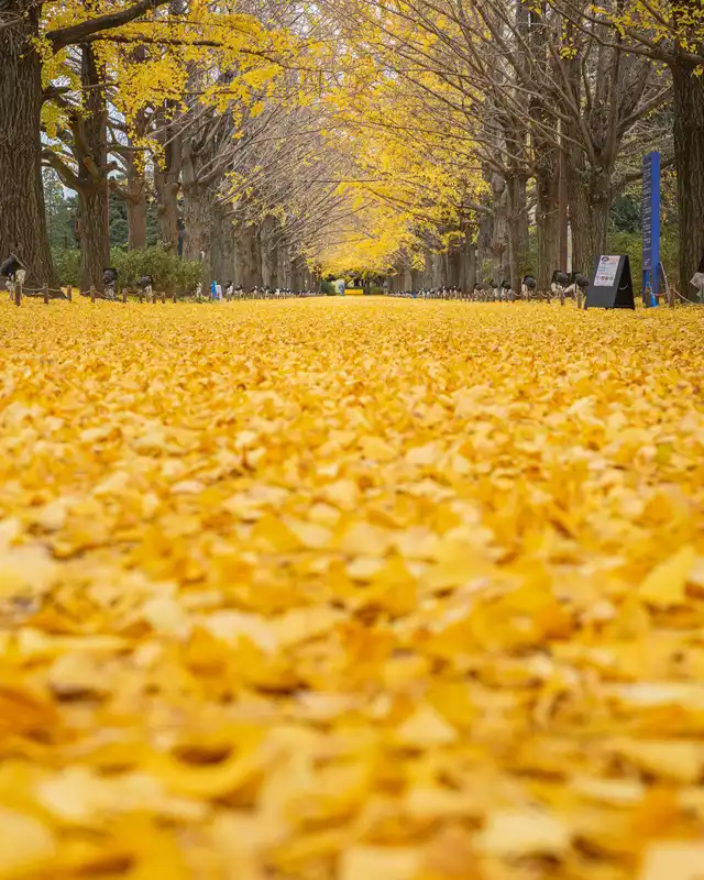 【絶景】金色の絨毯 昭和記念公園のイチョウ並木が凄すぎました
